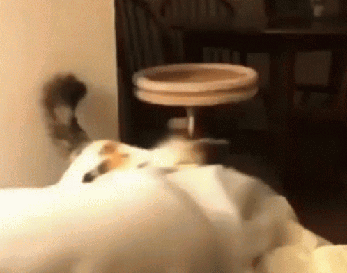 A Cat Is Laying On A Bed In Front Of A Table And Chairs GIF