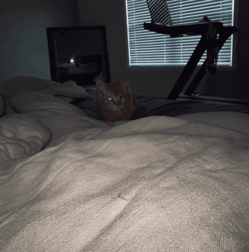 A Cat Is Laying On A Bed In Front Of A Window With Blinds GIF