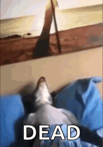 A Cat Is Laying On A Bed Next To A Picture Of A Person Walking On The Beach And The Word Dead GIF