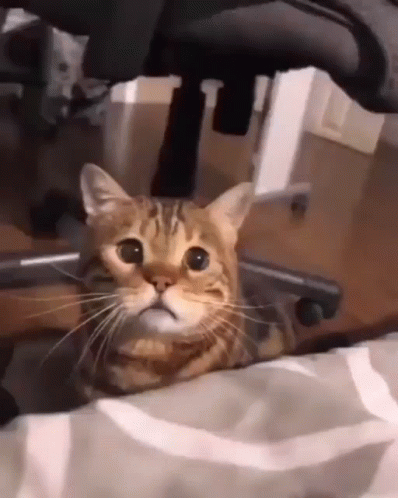 A Cat Is Laying On A Bed Under A Chair And Looking At The Camera GIF