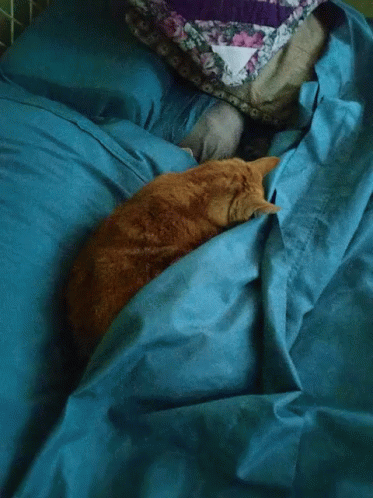 A Cat Is Laying On A Bed With A Blue Blanket GIF