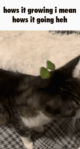A Cat Is Laying On A Bed With A Green Plant On Its Head And A Caption That Says Hows It Growing GIF