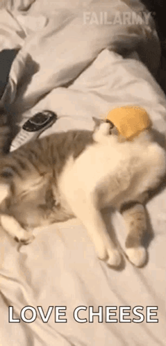 A Cat Is Laying On A Bed With A Hat On Its Head And The Words `` Love Cheese '' . GIF