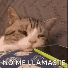 A Cat Is Laying On A Bed With A Pen In Its Mouth And A Cell Phone . GIF