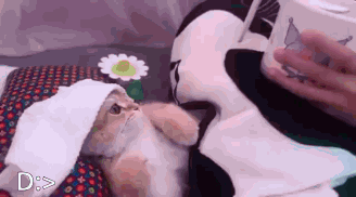 A Cat Is Laying On A Bed With A Person Holding A Cup Of Milk . GIF