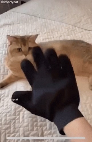 A Cat Is Laying On A Bed With A Person Wearing A Black Glove GIF