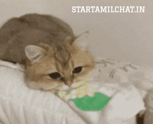 A Cat Is Laying On A Bed With A Starttamilchat.in Logo In The Corner GIF