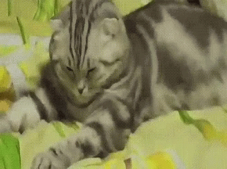 A Cat Is Laying On A Bed With A Yellow Blanket GIF
