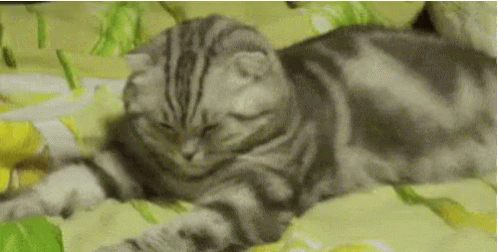 A Cat Is Laying On A Bed With Its Eyes Closed And Looking At The Camera . GIF