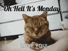 A Cat Is Laying On A Bed With Its Eyes Closed And Says `` Oh Hell It 'S Monday Love You ! '' GIF