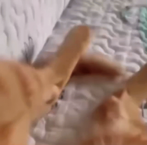 A Cat Is Laying On A Bed With Its Paws On A Mattress . GIF