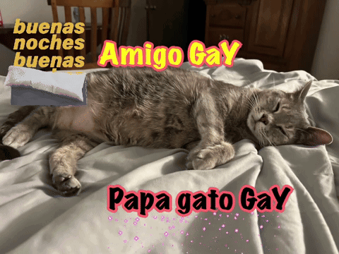 A Cat Is Laying On A Bed With The Words Amigo Gay Papa Gato Gay On The Bottom GIF
