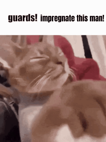 A Cat Is Laying On A Bed With The Words Guards Impregnant This Man GIF