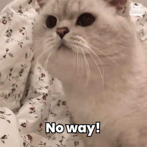 A Cat Is Laying On A Bed With The Words No Way Written On It GIF