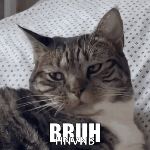 A Cat Is Laying On A Bed With The Words Rruih Hnvnb Written On It GIF