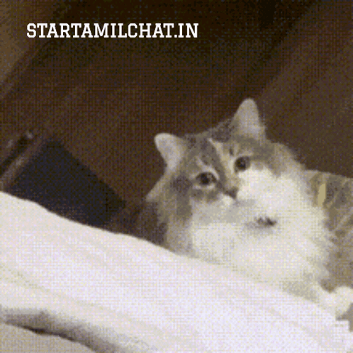 A Cat Is Laying On A Bed With The Words Startamilchat.in Above It GIF