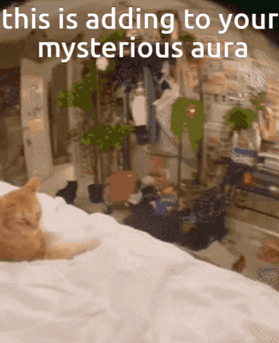 A Cat Is Laying On A Bed With The Words " This Is Adding To Your Mysterious Aura " Above It GIF