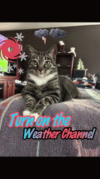 A Cat Is Laying On A Bed With The Words Turn On The Weather Channel GIF