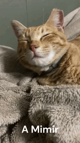 A Cat Is Laying On A Blanket With The Words A Mimir Above It GIF