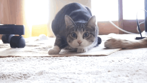 A Cat Is Laying On A Carpet And Looking At Something GIF
