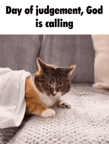 A Cat Is Laying On A Couch Under A Blanket With The Words Day Of Judgement God Is Calling GIF