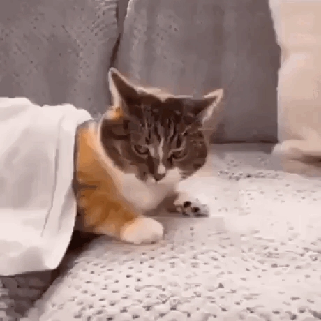 A Cat Is Laying On A Couch Under A White Blanket . GIF