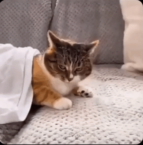 A Cat Is Laying On A Couch Under A White Sheet . GIF