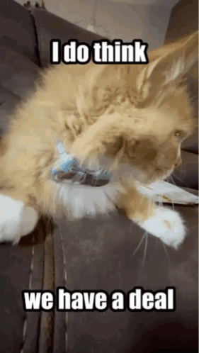 A Cat Is Laying On A Couch With A Caption That Says I Do Think We Have A Deal GIF