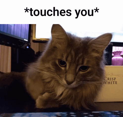 A Cat Is Laying On A Desk Next To A Crisp White Box GIF