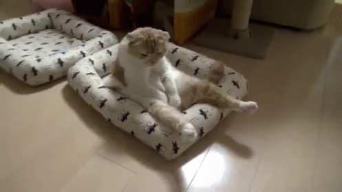 A Cat Is Laying On A Dog Bed On A Floor . GIF