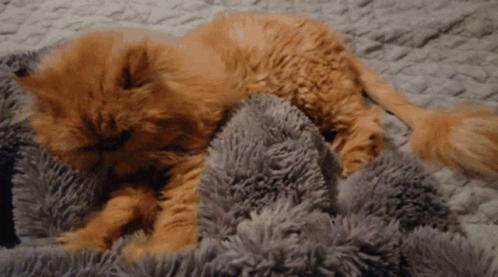 A Cat Is Laying On A Gray Blanket On A Bed GIF