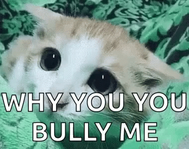 A Cat Is Laying On A Green Blanket With The Words `` Why You You Bully Me '' . GIF