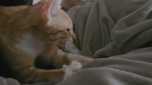 A Cat Is Laying On A Person 'S Lap On A Blanket . GIF