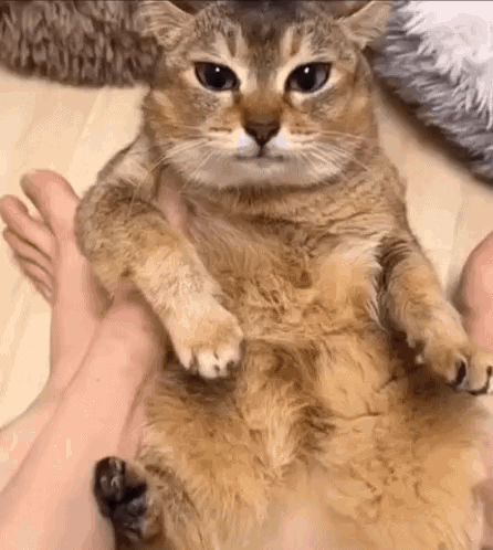 A Cat Is Laying On A Person 'S Lap . GIF