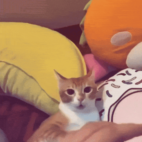 A Cat Is Laying On A Person 'S Lap With A Yellow Pillow In The Background GIF