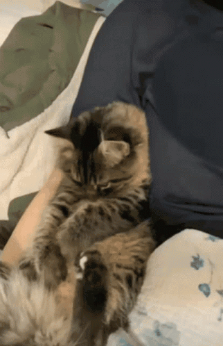 A Cat Is Laying On A Person 'S Shoulder GIF
