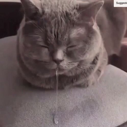 A Cat Is Laying On A Pillow With Its Eyes Closed And A Drop Of Liquid Is Coming Out Of Its Mouth . GIF