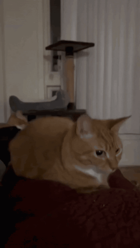 A Cat Is Laying On A Red Blanket In Front Of A Cat Tree GIF
