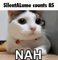 Cat Laying On Table Looking At Camera GIF