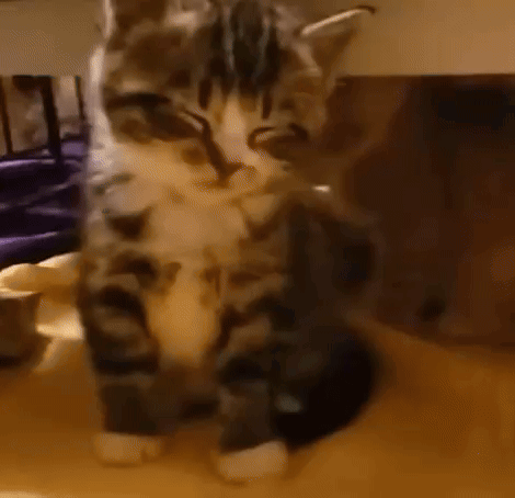 A Cat Is Laying On A Table And Looking At The Camera . GIF