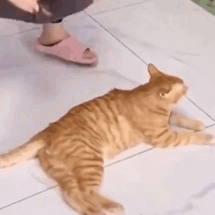 A Cat Is Laying On A Tiled Floor Next To A Person . GIF
