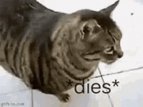 A Cat Is Laying On A Tiled Floor With The Words `` Dies '' Written Next To It . GIF