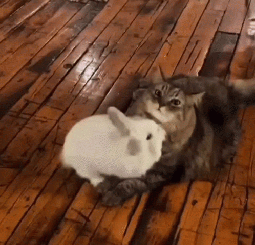 a cat is laying on a wooden floor next to a white rabbit .