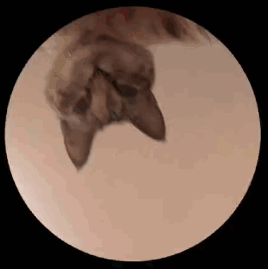 a cat is laying on its back in a circle on a table .