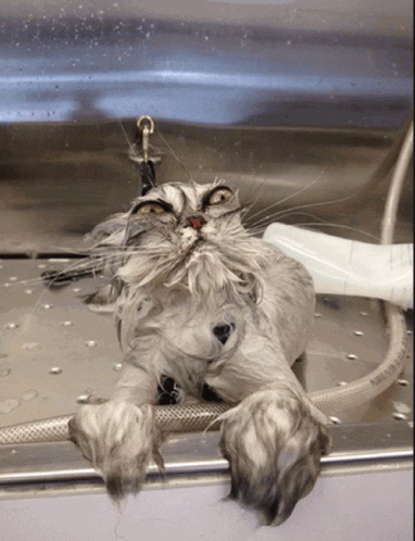 A Cat Is Laying On Its Back In A Sink GIF