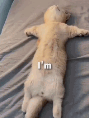 A Cat Is Laying On Its Back On A Bed With A Caption That Says I 'M GIF