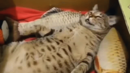 A Cat Is Laying On Its Back On A Bed With A Fish Toy . GIF