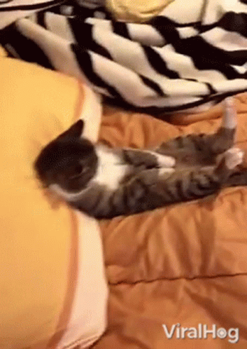 A Cat Is Laying On Its Back On A Bed With A Striped Blanket GIF