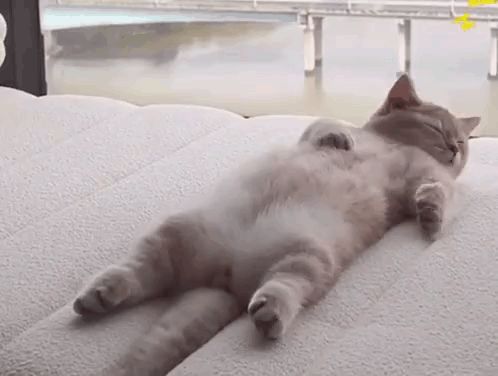 A Cat Is Laying On Its Back On A Couch With Its Eyes Closed . GIF