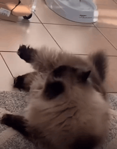 A Cat Is Laying On Its Back On A Tiled Floor In Front Of A Water Dispenser GIF
